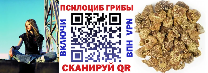дарнет шоп  Холм  Псилоцибиновые грибы мицелий 